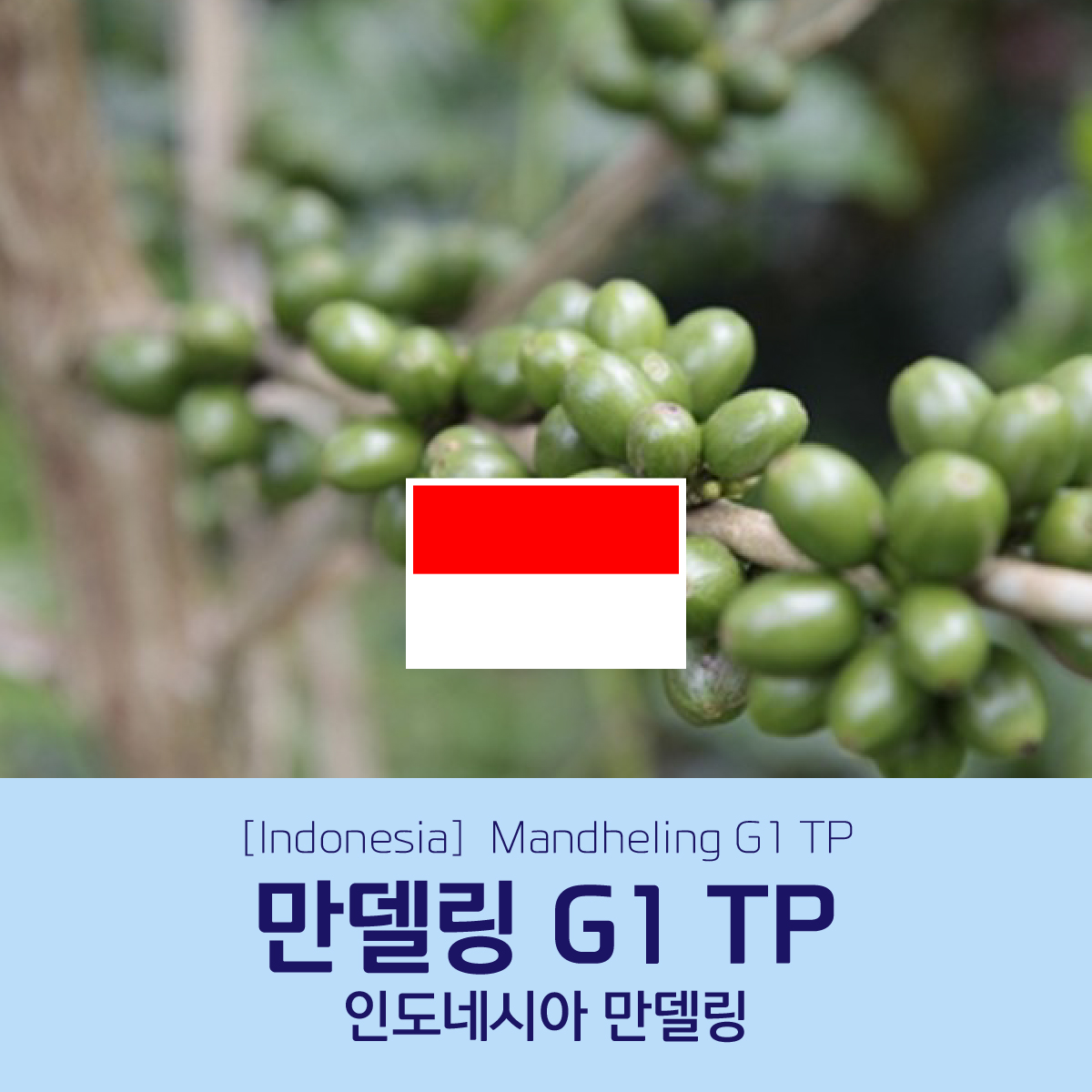 [인도네시아] 만델링 G1 TP