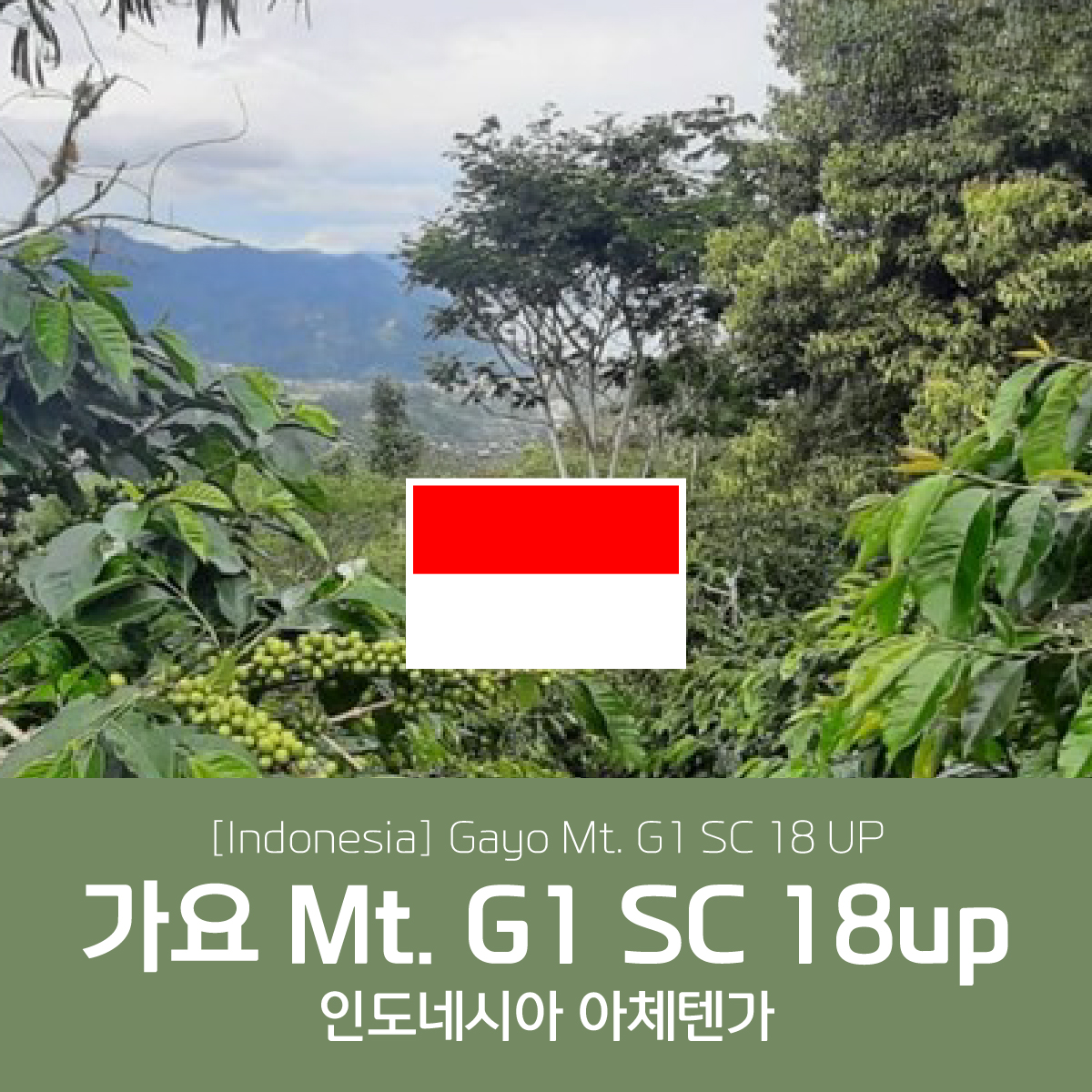[인도네시아]G1 가요마운틴 18up