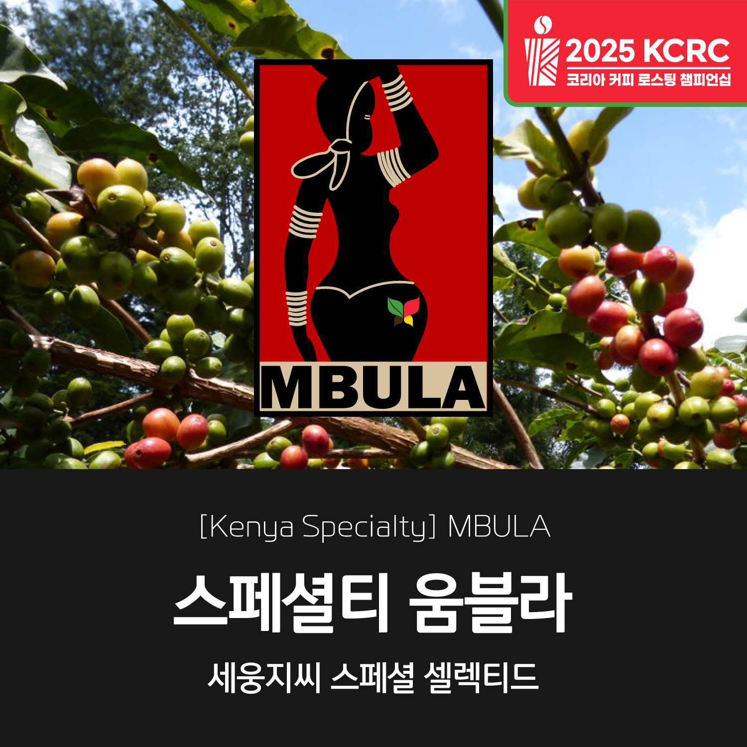 [2025][케냐] 스페셜티 움불라