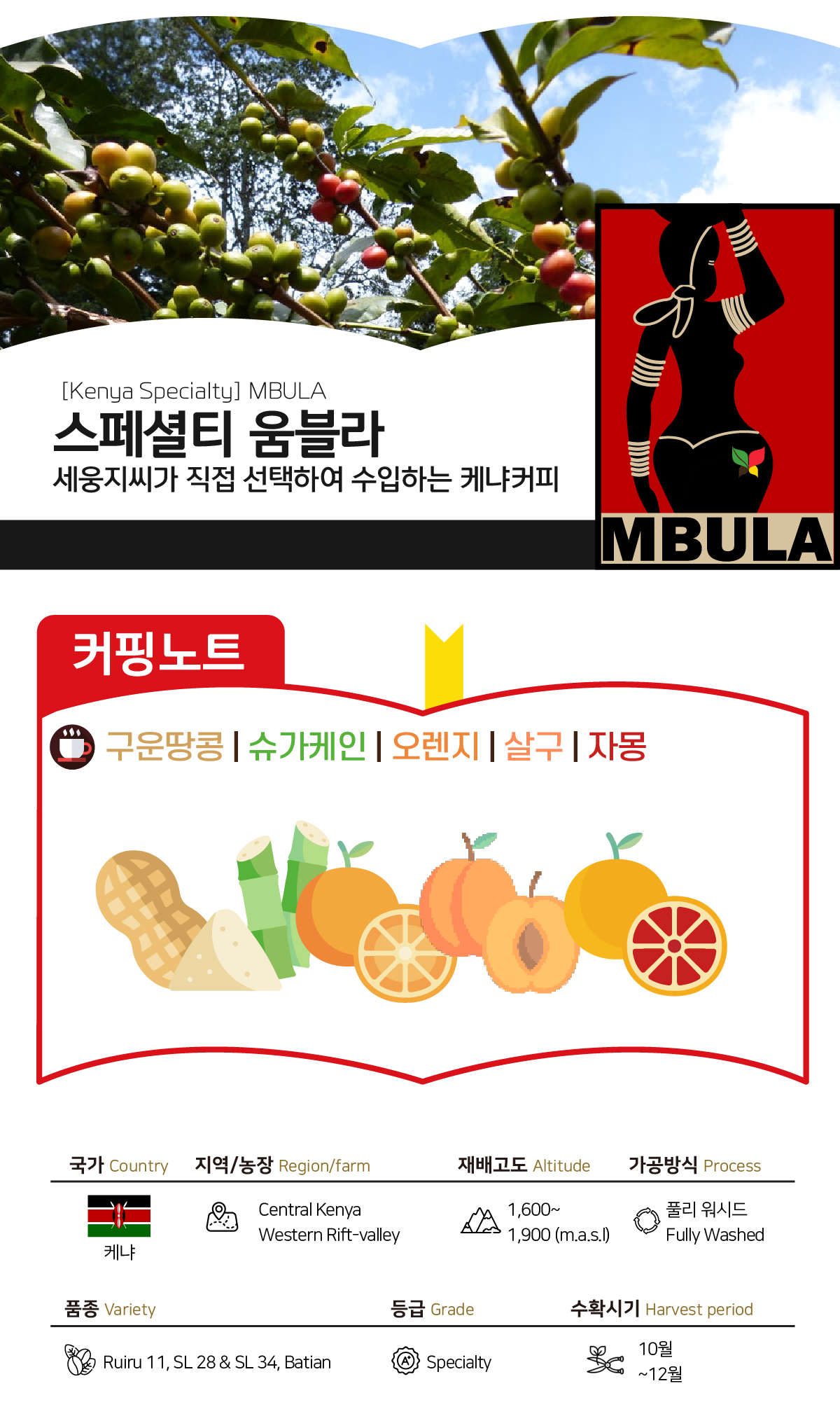 [2025][케냐] 스페셜티 움불라