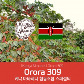 [케냐] 오로라 309★GCA대회생두★
