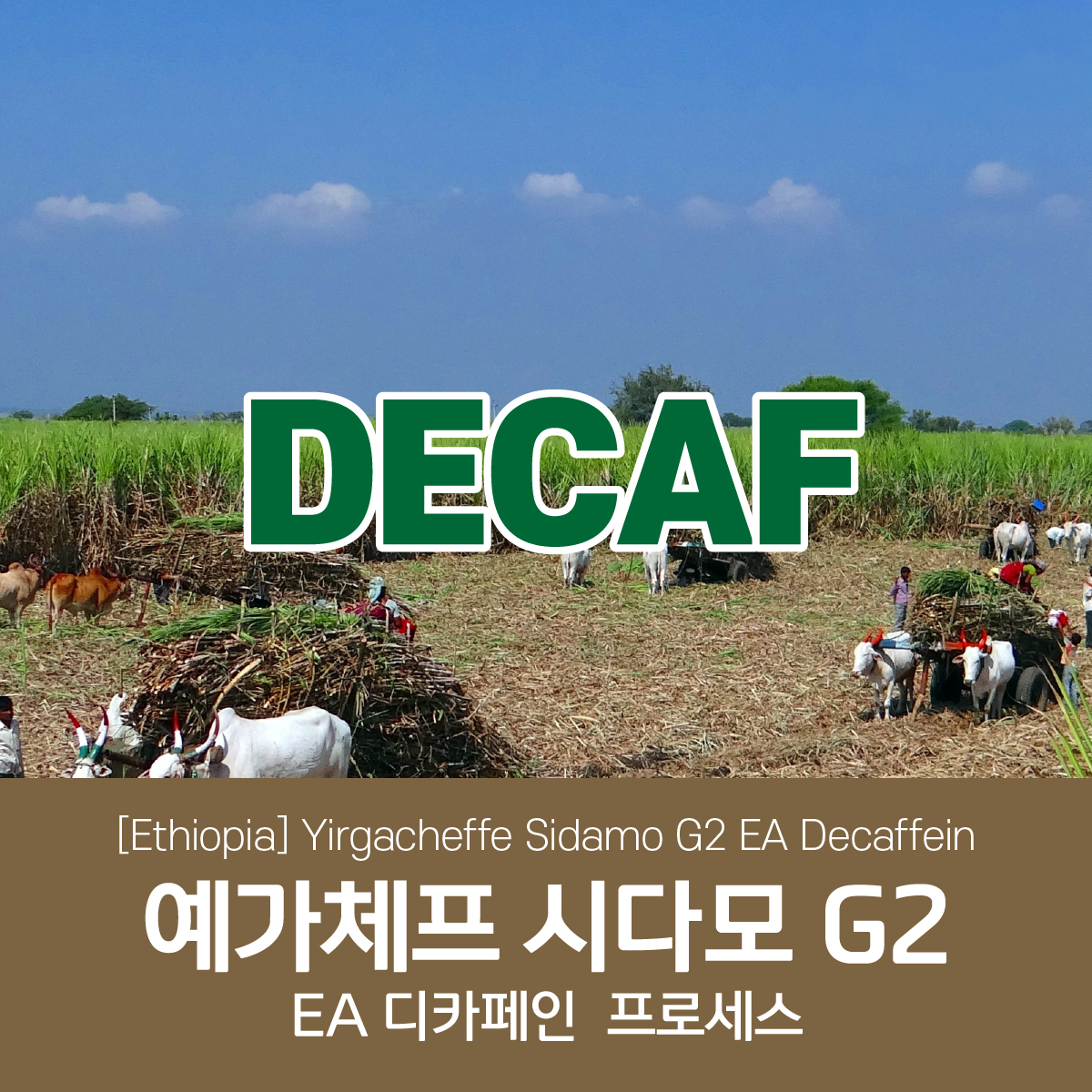 [디카페인]에티오피아 예가체프 시다모 G2 E.A