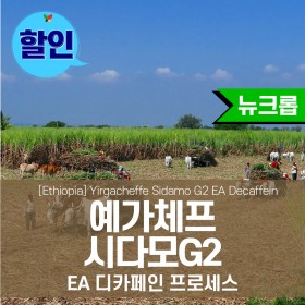 [DECAFFEIN] E.A 에티오피아 예거체프 시다모 G2