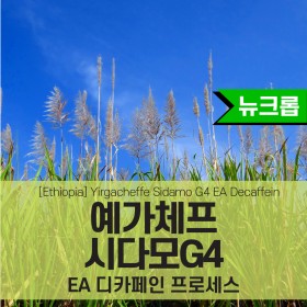 [DECAFFEIN] E.A 에티오피아 예거체프 시다모 G24