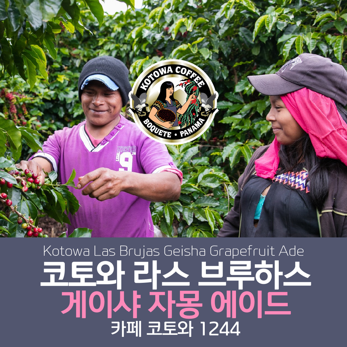 [가격인하][파나마] 코토와 라스 부르하스 게이샤 자몽 에이드
