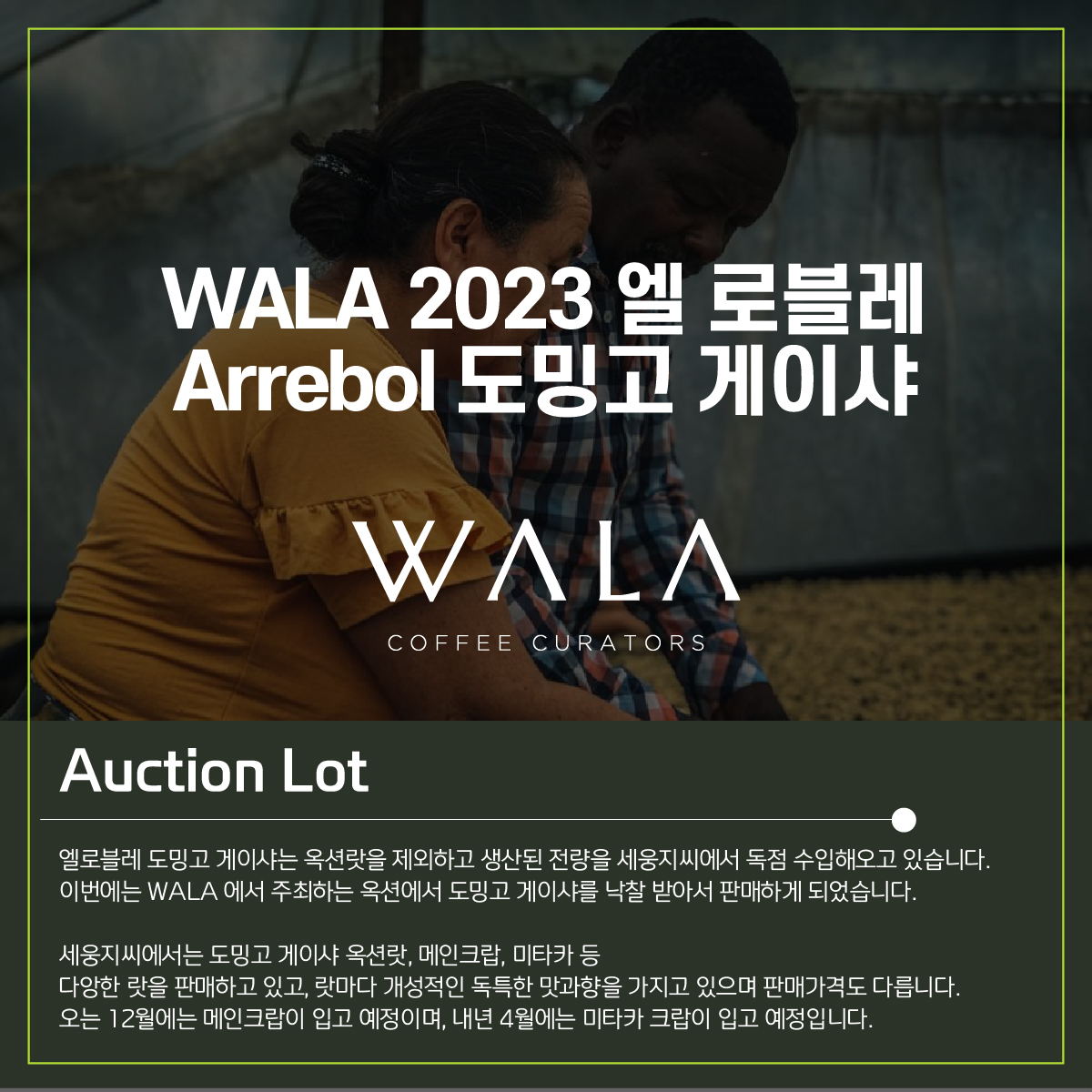 [Colombia] WALA2023 옥션 랏 엘로블레 ARREBOL 도밍고 게이샤