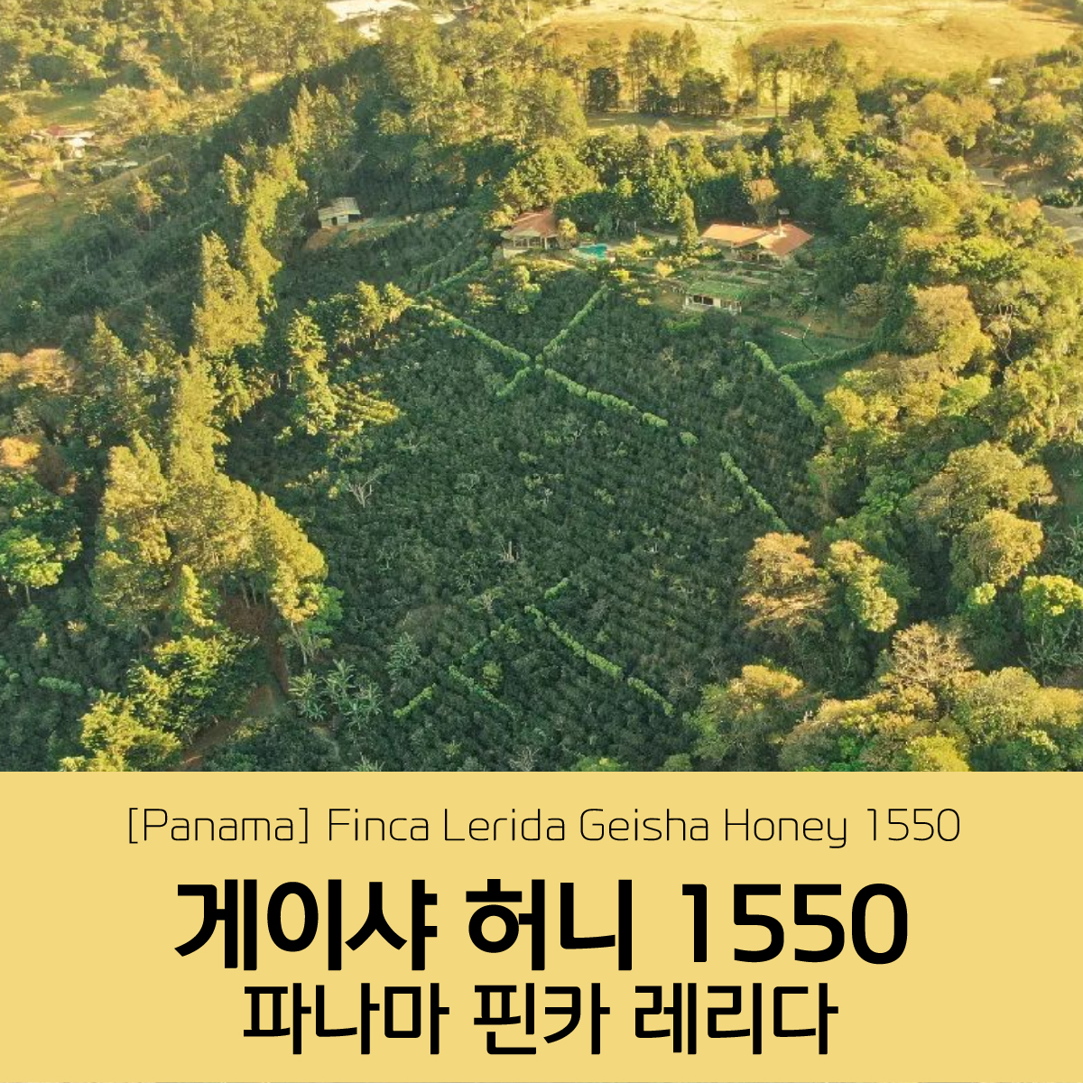 파나마 핀카 레리다 게이샤 허니 1550 p-0199