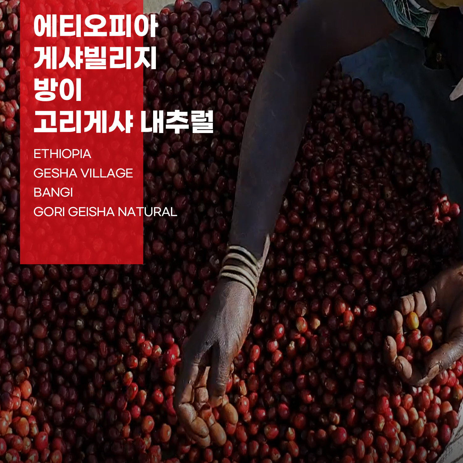 [가격인하][에티오피아] 게샤빌리지 방이 고리게샤 내추럴
