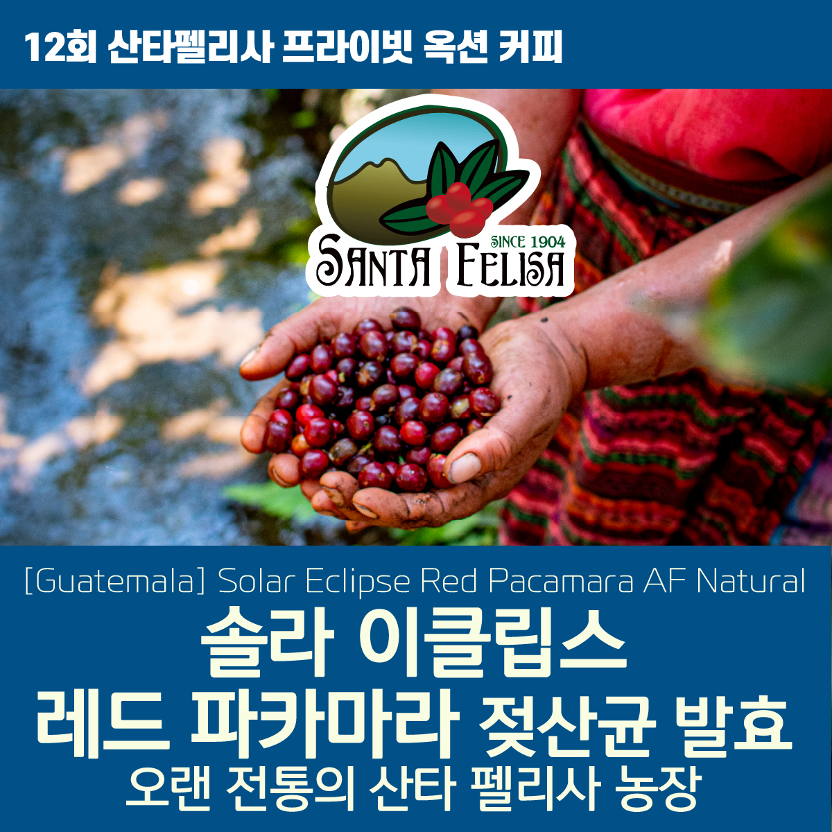 [가격인하][과테말라][산타펠리사] 솔라 이클립스 레드 파카마라 AF #23-28