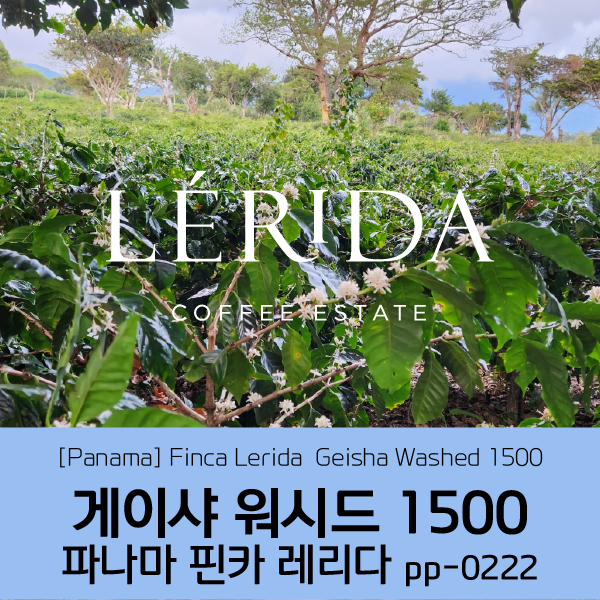 [가격인하][파나마] 핀카 레리다 게이샤 워시드 1500 PP-0222