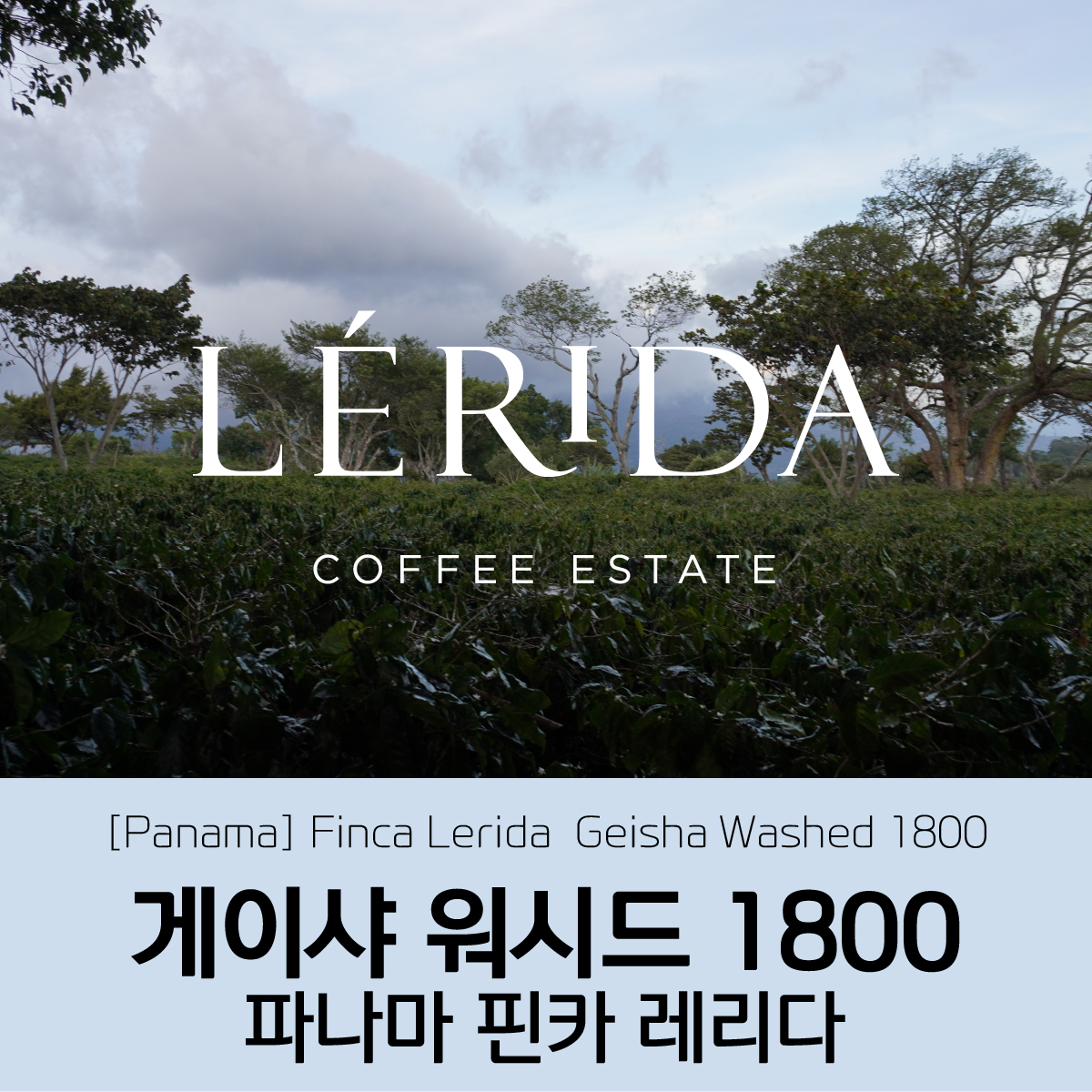 [가격인하][파나마] 핀카 레리다 게이샤 워시드 1800