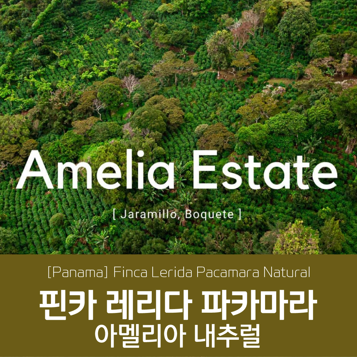 [가격인하][파나마] 핀카 레리다 파카마라 아멜리아 내추럴