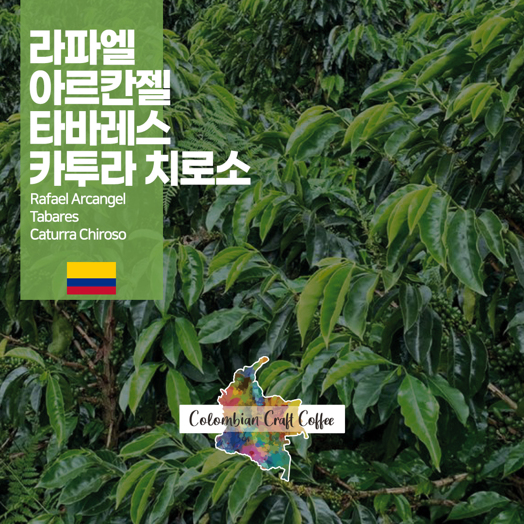 [가격인하] 콜롬비아 라파엘 아르칸젤 타바레스 카투라 치로소 15533