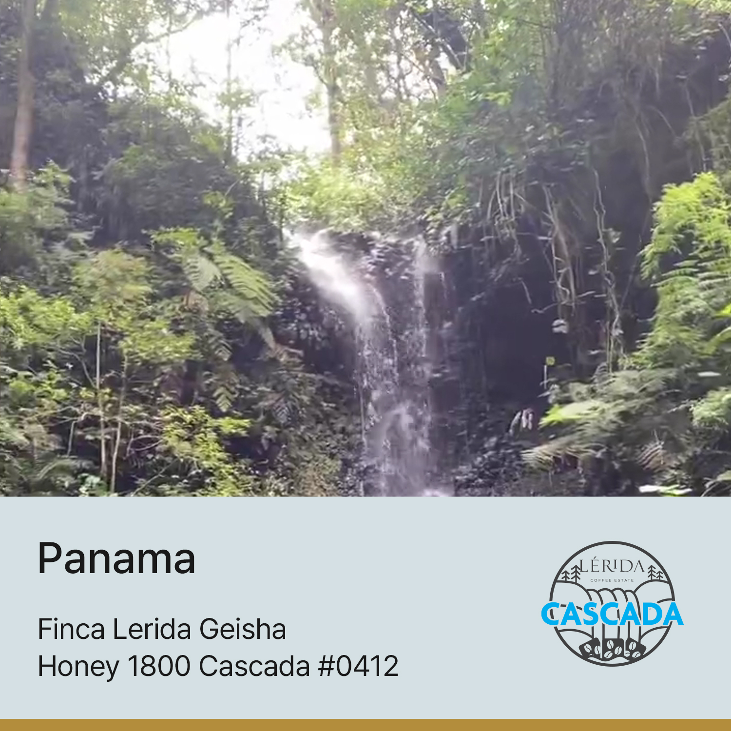 [파나마] 핀카 레리다 게이샤 허니 1800 Cascada #0412