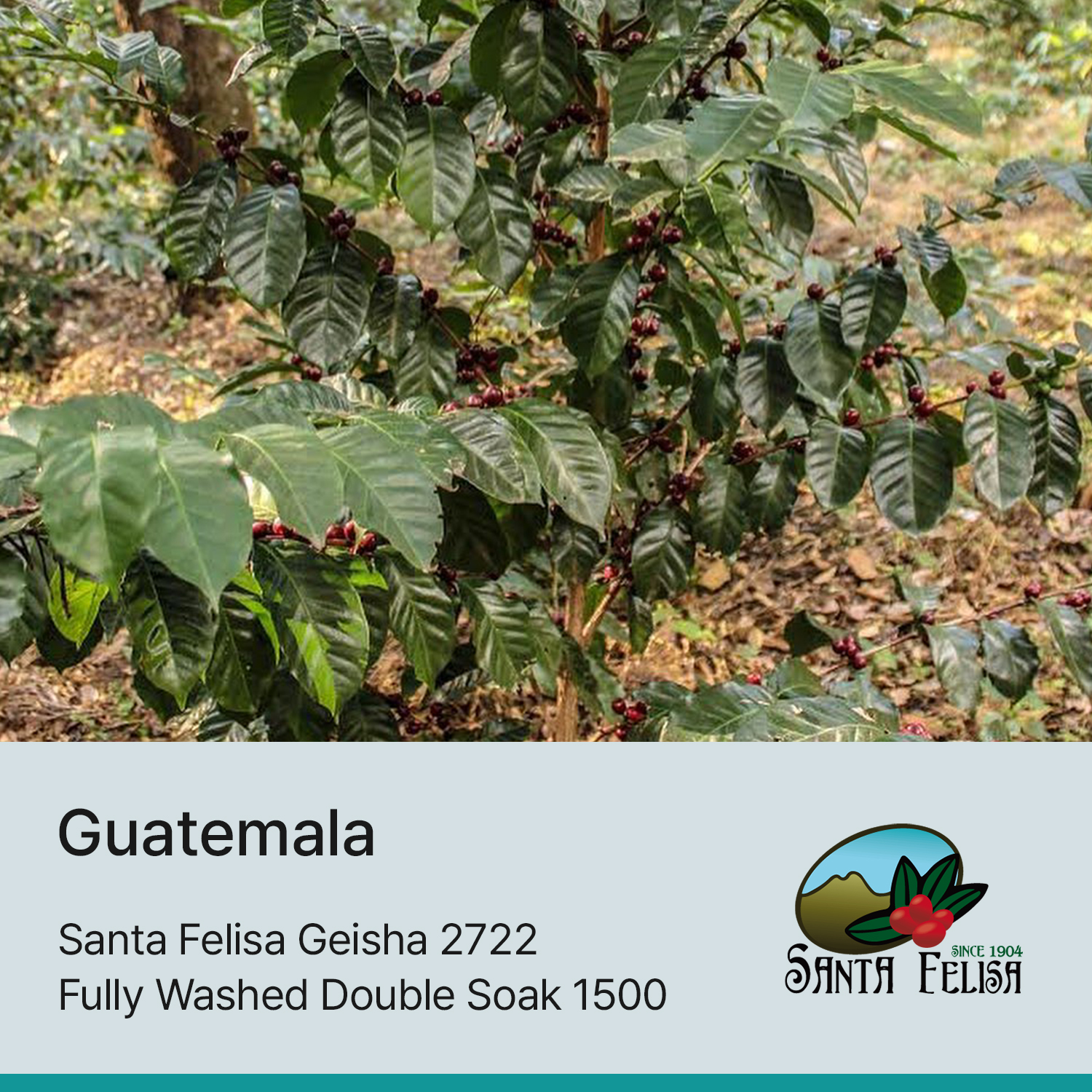 [과테말라] 산타펠리사 게이샤 2722 풀리 워시드 더블 소크 1500