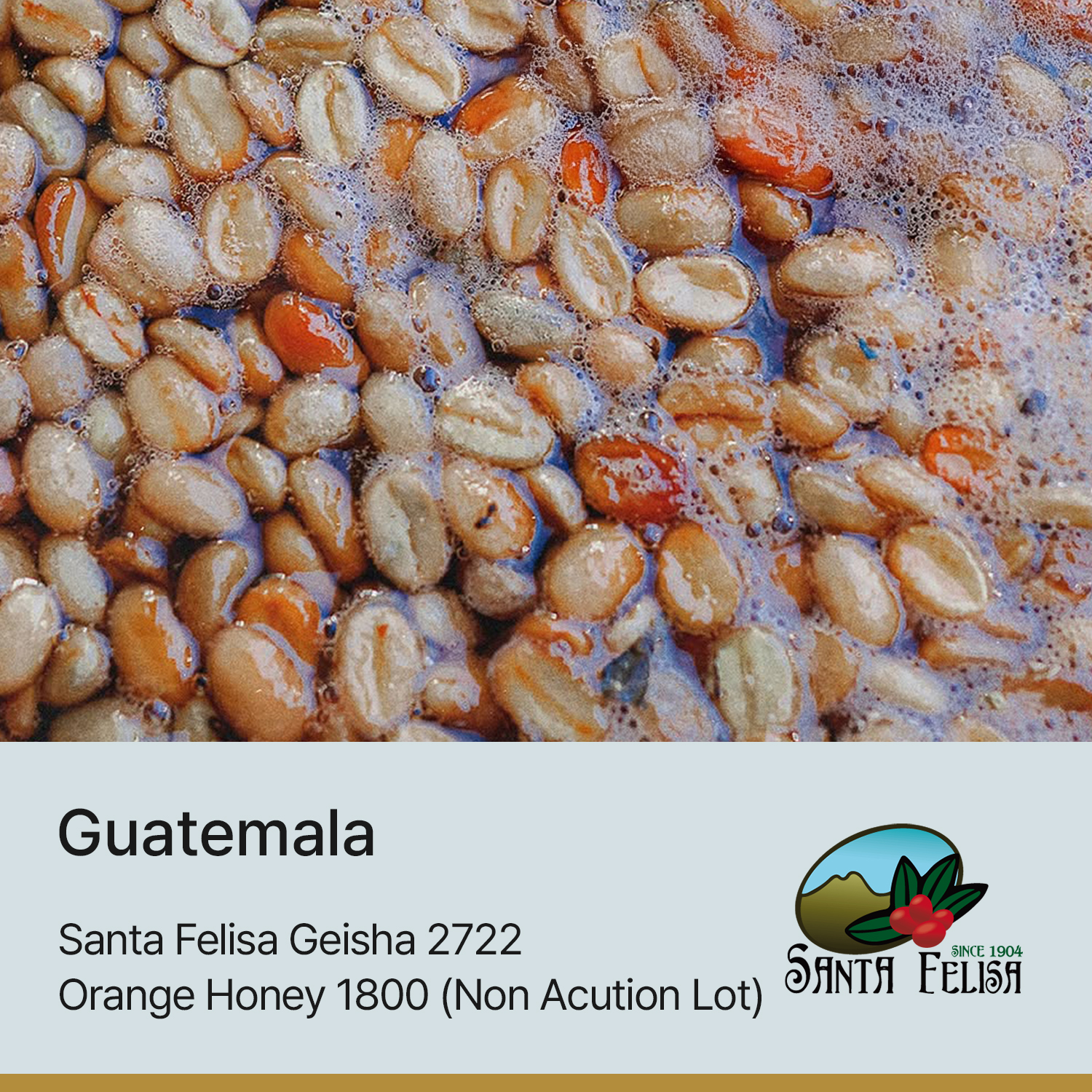 [과테말라] 산타펠리사 게이샤 2722 오렌지 허니 1800