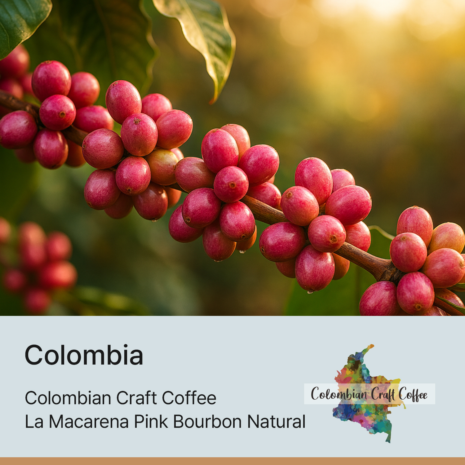 [콜롬비아] 라 마카레나 핑크버본 내추럴