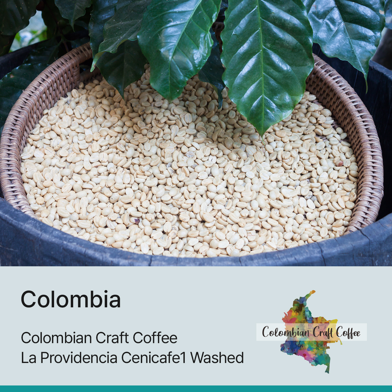 [콜롬비아] 라 프로비덴시아 세니카페원 워시드