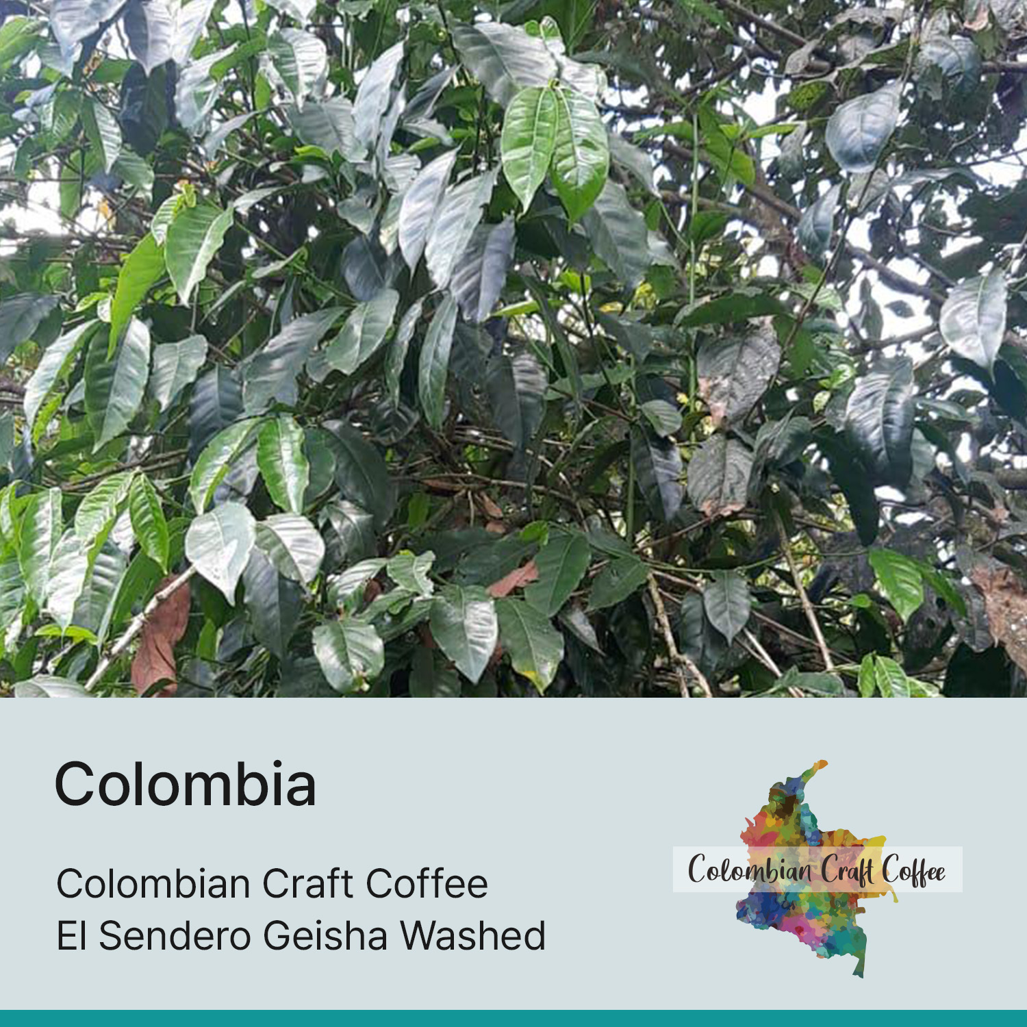 [콜롬비아] 엘 센데로 게이샤 워시드