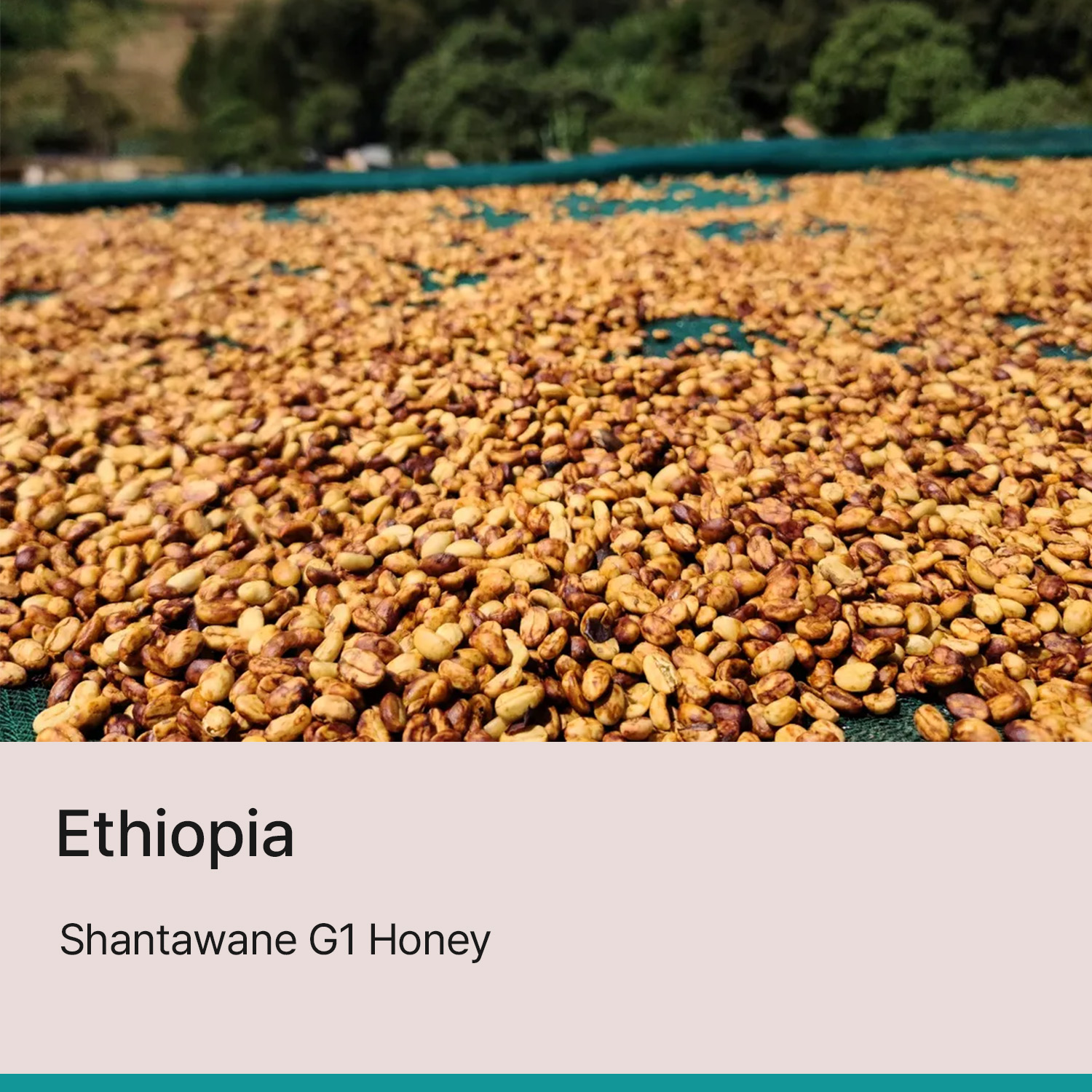 [에티오피아] 산타와네 G1 허니